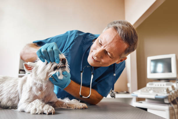 Best Emergency Dentist for Knocked-Out Tooth in Selmer, TN